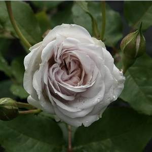 Poзa Гризели - лиловая - Ностальгическая роза